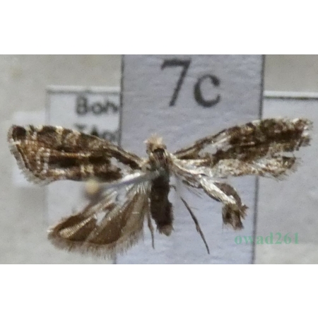 Epinotia tedella (Clerck, 1759) Czech7c